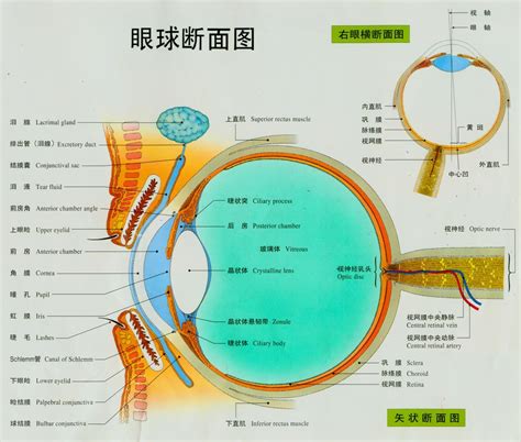 眼睛 部位|眼 图解 : 正常解剖 